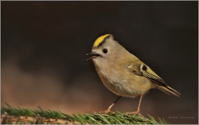 <p>KRÁLÍČEK OBECNÝ (Regulus regulus) /Goldcrest - Wintergoldhähnchen/</p>
